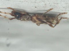 Stenhomalus taiwanus