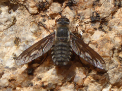 Poecilanthrax californicus