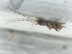 Stenhomalus taiwanus