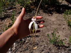 Caladenia splendens