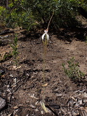 Caladenia splendens