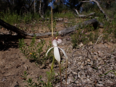 Caladenia splendens