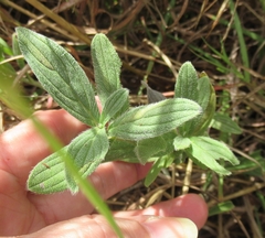 Lithospermum bejariense