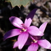 Pink Enamel Orchid - Photo (c) Felix Nicholls, some rights reserved (CC BY-NC), uploaded by Felix Nicholls