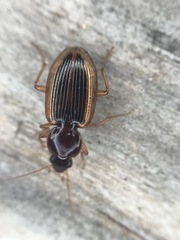 Agonum pallipes
