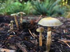 Psilocybe stuntzii