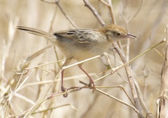 Cisticola chiniana