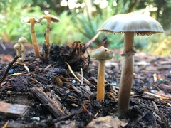 Psilocybe stuntzii