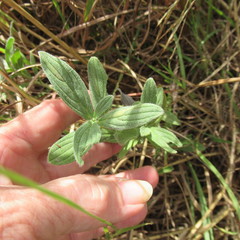 Lithospermum bejariense