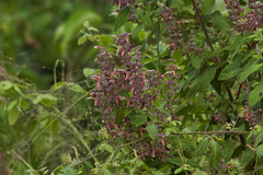 Salvia lasiantha