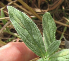 Lithospermum bejariense