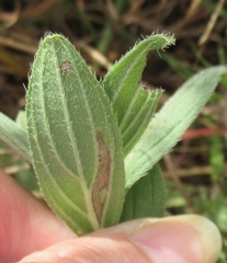Lithospermum bejariense
