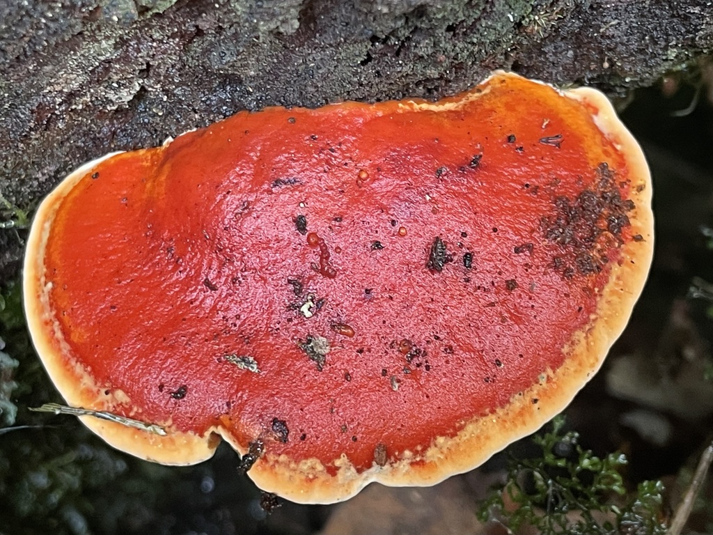 Bondarcevomyces