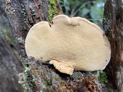 Bondarcevomyces taxi