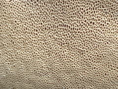 Bondarcevomyces taxi