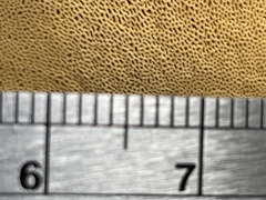 Bondarcevomyces taxi