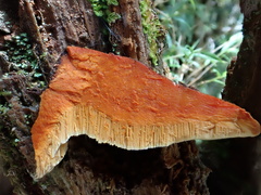 Bondarcevomyces taxi