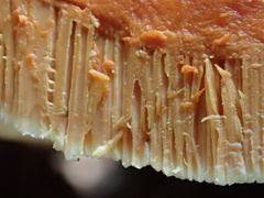 Bondarcevomyces taxi