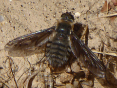 Poecilanthrax californicus