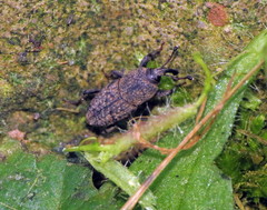 Sphenophorus minimus