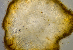 Sirophysalis trinodis