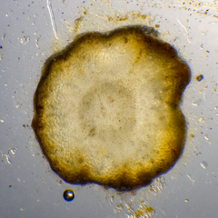 Sirophysalis trinodis