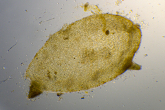 Sirophysalis trinodis