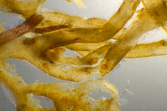 Sirophysalis trinodis