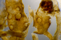 Sirophysalis trinodis