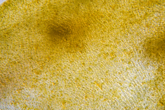 Sirophysalis trinodis