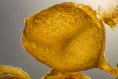 Sirophysalis trinodis
