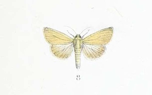 Timora artaxoides · iNaturalist