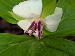 Trillium rugelii