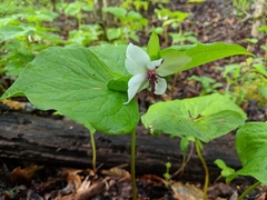 Trillium rugelii