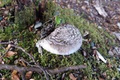 Amanita nothofagi