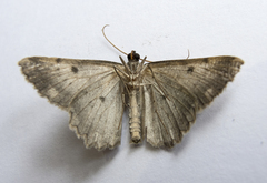Dicrognophos sartata