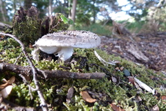 Amanita nothofagi
