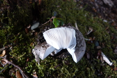 Amanita nothofagi