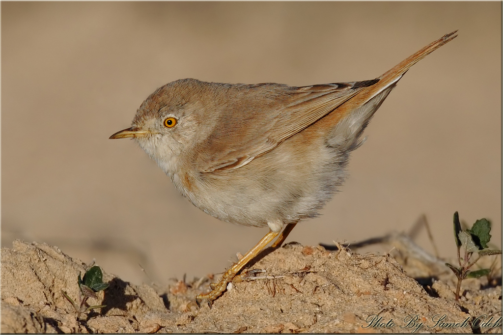 Asian Desert Warbler photo