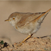 Curruca Enana - Photo (c) Birds of Qatar and Middle East, algunos derechos reservados (CC BY)