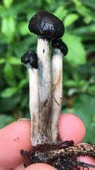 Psilocybe baeocystis