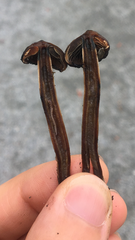 Psilocybe baeocystis