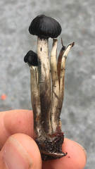 Psilocybe baeocystis