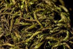 Brachythecium tauriscorum