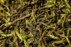 Brachythecium tauriscorum