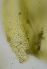 Brachythecium tauriscorum