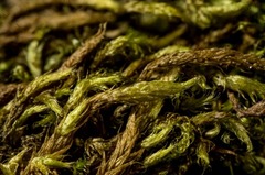 Brachythecium tauriscorum