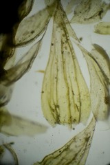 Brachythecium tauriscorum