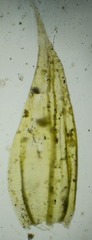 Brachythecium tauriscorum
