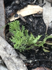 Centipeda cunninghamii